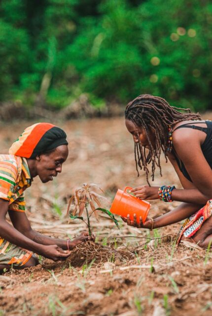 African Man and Woman Taking Care of Plant — illustrative stock photograph