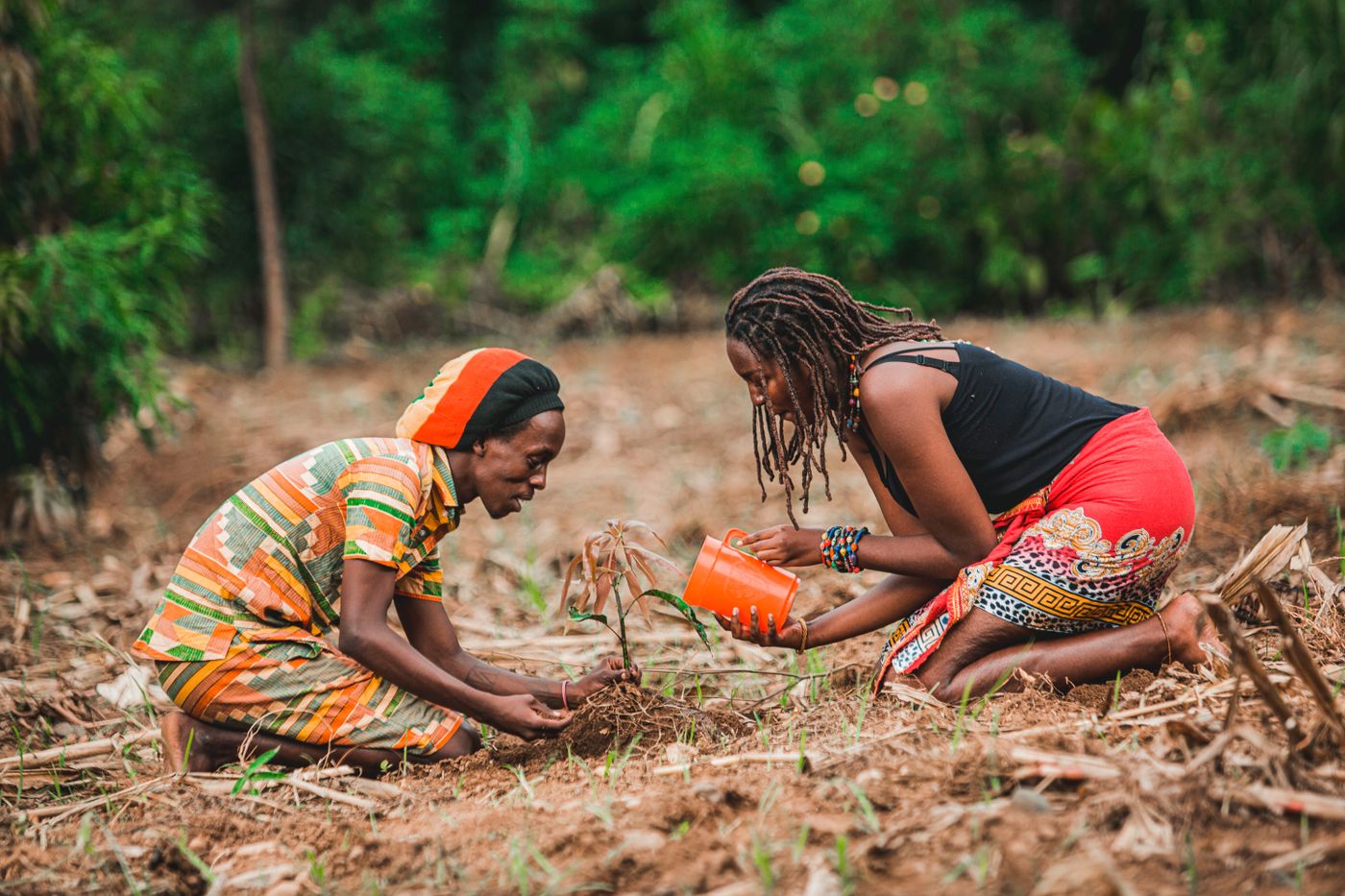 African Man and Woman Taking Care of Plant — illustrative stock photograph